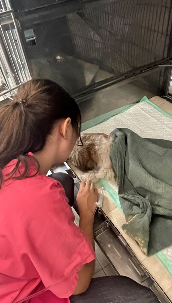 Chien et staff au chenil, hospitalisation